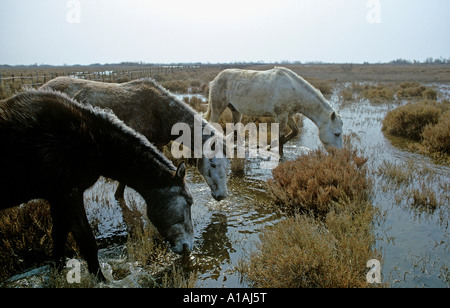 White and grey horses of The Camargue graze in the brackish waters of marshland in southern Provence Stock Photo