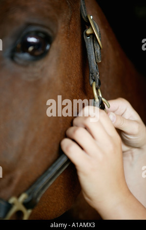 Person adjusting horse's bridle Stock Photo