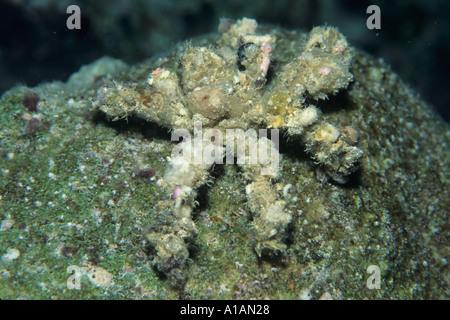 Decorator crab Camposcia retusa in Palau Micronesia Pacific Ocean Stock Photo