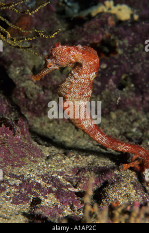 Pacific seahorse Hippocampus ingens at southern Galapagos Islands Pacific Ocean Stock Photo