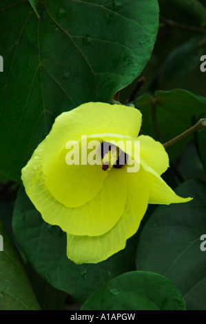 Closeup of the yellow flower of a tropical tree Thespesia populnea growing in Rio de Janeiro, Brazil, South America Stock Photo