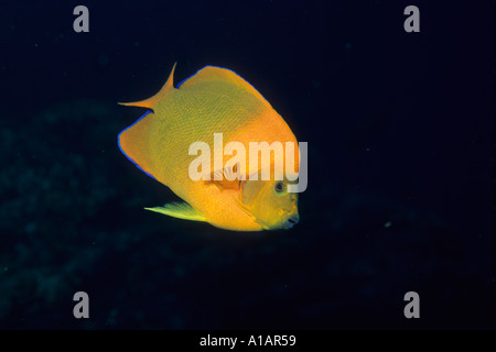 Clarion angelfish Holacanthus clarionensis at Socorro Island off Mexico north Pacific Ocean Stock Photo