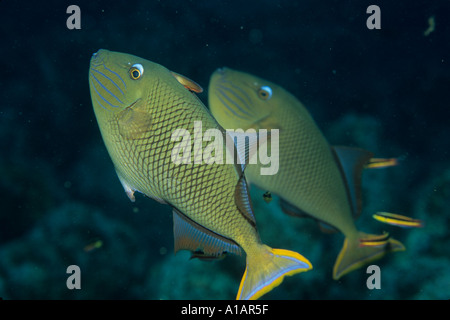 Red Tailed Triggerfish, Xanthichthys mento Stock Photo - Alamy