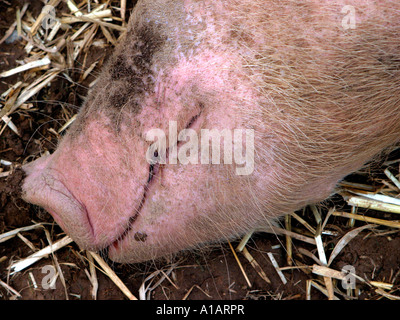 A happy smiling pig Stock Photo