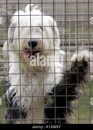 An old english sheepdog from Gill Harwood's Old English Sheepdog Rescue - waiting to be rehomed. Stock Photo