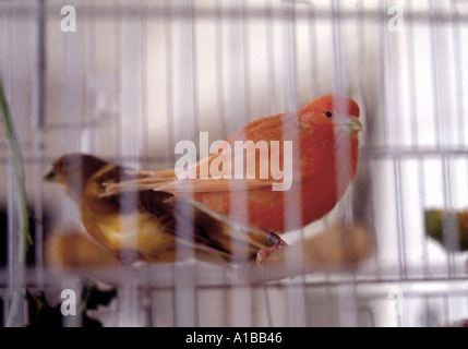 Canary Birds in a cage Stock Photo