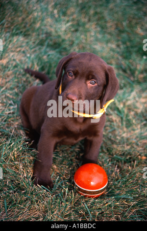 chocolate lab puppy sitting by a red ball Stock Photo