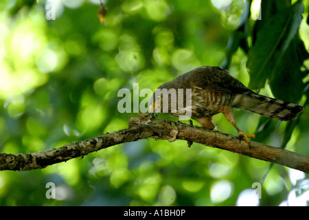 A Roadside Hawk (Buteo magnirostris) eats a cicada in the tropical rainforest of the Sierra de Los Tuxtlas, Veracruz, Mexico. Stock Photo