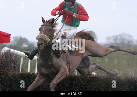 A horse unseats a rider over a jump at Maralin Point to Point near Moira County Down Northern Ireland Stock Photo