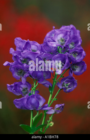 Carmichael's Monkshood (Aconitum carmichaelii arendsii) blooms in front of red Fall-colored Euonymus alatus, Missouri USA Stock Photo