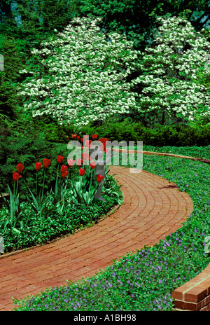 Formal garden with curving brick walk through blooming ground cover, red tulips, and dogwood trees Stock Photo