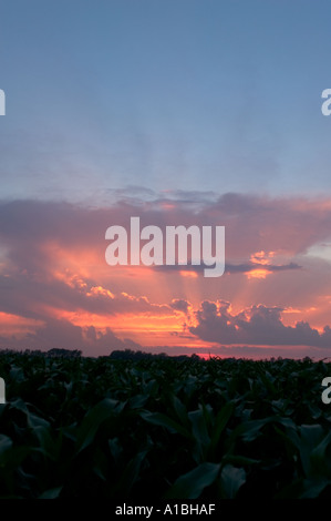 Sunset over summer cornfield rural Minnesota Stock Photo