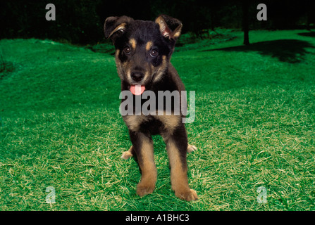 Mixed breed puppy stands in grass facing camera tongue out ears up looking extremely eager, Midwest, USA Stock Photo