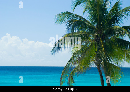 Barbados typical sunny beach view sea and coconut palm abstract Cocos nucifera Stock Photo