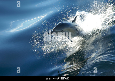 Pacific long nose dolphin jumping in calm blue water Stock Photo