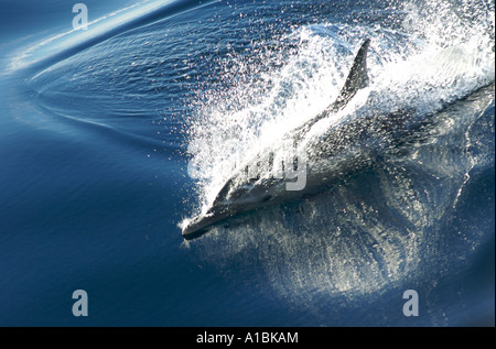 Pacific long nose dolphin jumping in calm blue water Stock Photo