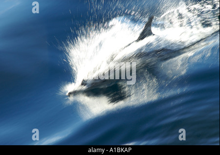 Pacific long nose dolphin jumping in calm blue water Stock Photo