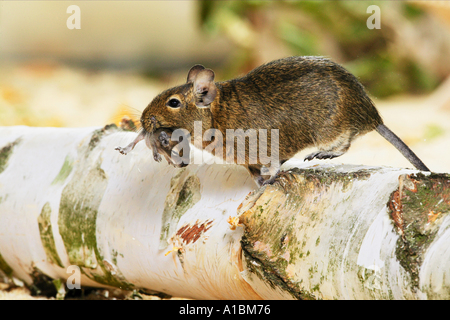 Degu (Octodon sp). Mother carrying voung Stock Photo