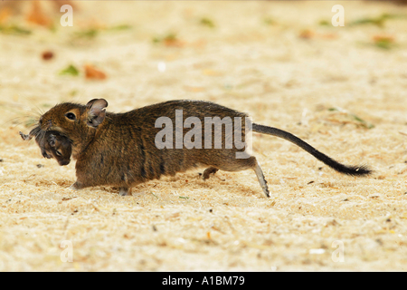 Degu (Octodon sp). Mother carrying voung Stock Photo