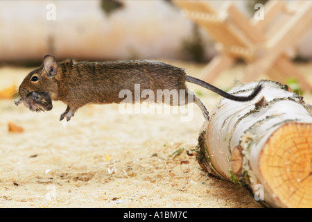 Degu (Octodon sp). Mother carrying voung Stock Photo