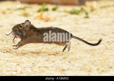 Degu (Octodon sp). Mother carrying voung Stock Photo