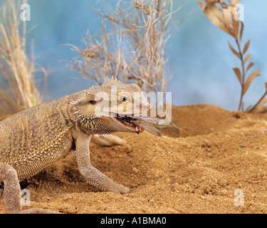 Eastern Bearded Dragon (Amphibolorus vitticeps, Amphibolorus barbatus, Pogona barbatus) eating grasshopper Stock Photo