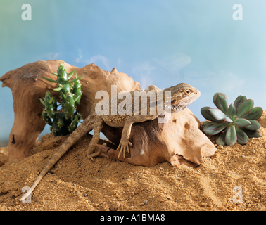 Australian bearded dragon on root / Pogona vitticeps Stock Photo