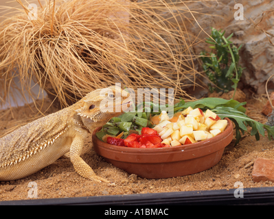 Bearded dragon feeding outlet dish