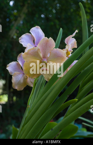 Barbados Orchid World orchid species Vanda Miss Agnes Joaquim the ...