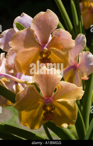 Barbados Orchid World orchid species Vanda Miss Agnes Joaquim the ...