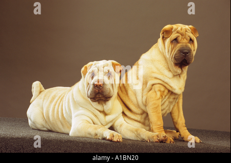 two Shar Peis - cut out Stock Photo