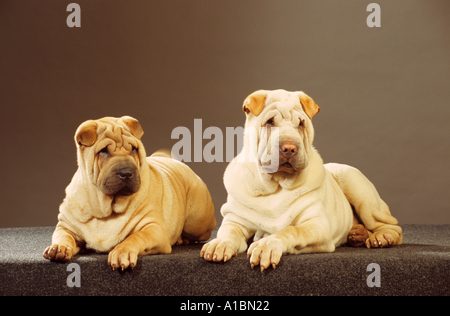 two Shar Peis - lying - cut out Stock Photo