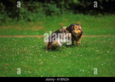 two Shelties - playing on meadow Stock Photo