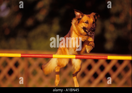 Agility - dog jumping over hurdle Stock Photo