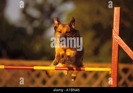 Agility - dog jumping over hurdle Stock Photo