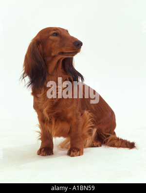 long-haired dachshund - sitting - cut out Stock Photo