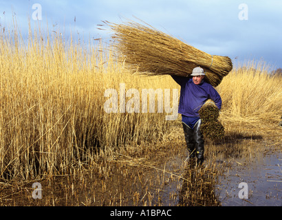 Eric Edwards one of the last Norfolk Mash Men out cutting reed  on the Broads Stock Photo