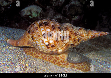Giant triton shell Charonia tritonis Sulawesi Indonesia Stock Photo
