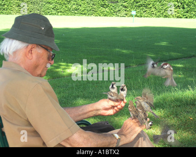 old aged pensioner feeding sparrows in Tuileries gardens Paris France Stock Photo