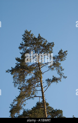 pine tree against blue sky Stock Photo