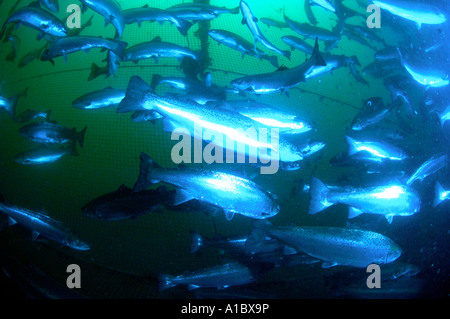 Underwater shots of farmed atlantic salmon in Salmon farm cages  on the west coast of Ireland Stock Photo