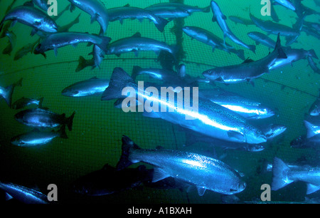 Underwater shots of farmed atlantic salmon in Salmon farm cages  on the west coast of Ireland Stock Photo