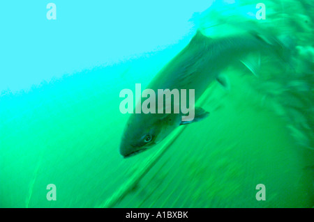 Underwater shots of farmed atlantic salmon in Salmon farm cages  on the west coast of Ireland Stock Photo
