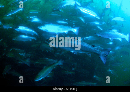 Underwater shots of farmed atlantic salmon in Salmon farm cages  on the west coast of Ireland Stock Photo