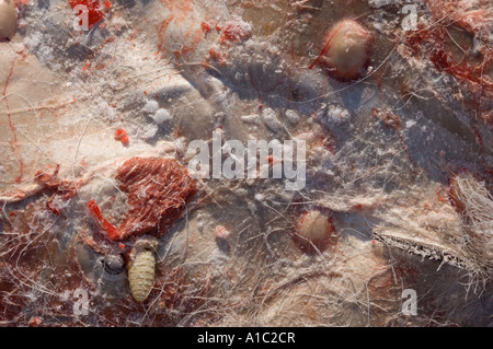 warble fly Hypoderma lineatum or bovis larvae nestled in the skin of a dead caribou Rangifer tarandus Herschel Island Canada Stock Photo