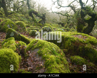 Ancient stunted Sessile Oak woodland at Wistman s Wood Dartmoor National Park Devon UK