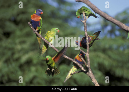 Scaly breasted Lorikeet Trichoglossus chlorolepidotus group perched with Rainbow Lorikeets Stock Photo