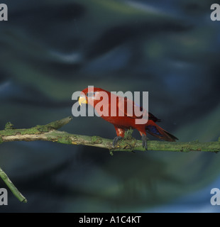 Red Lory Eos bornea Perched Stock Photo