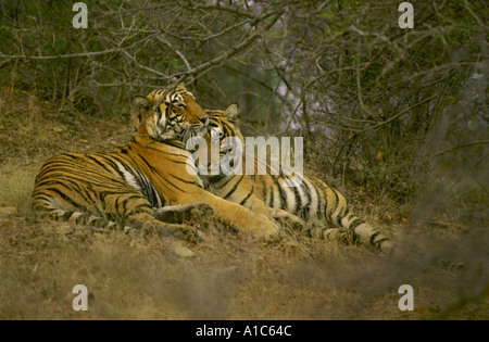 Tigers courting Stock Photo