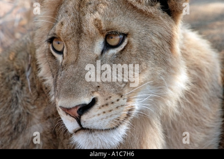 Lion in the wild Stock Photo